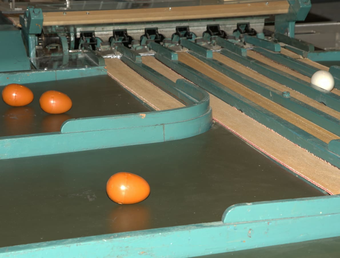 Nederlands Pluimveemuseum - 06-Eieren-groot-en-klein